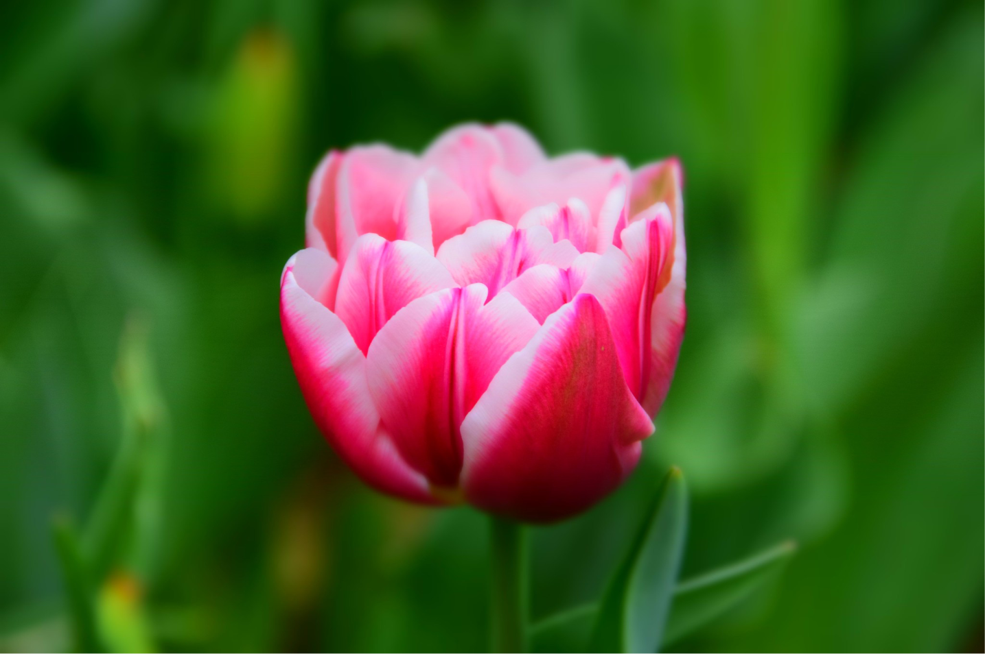 Pink tulip beginning to open.