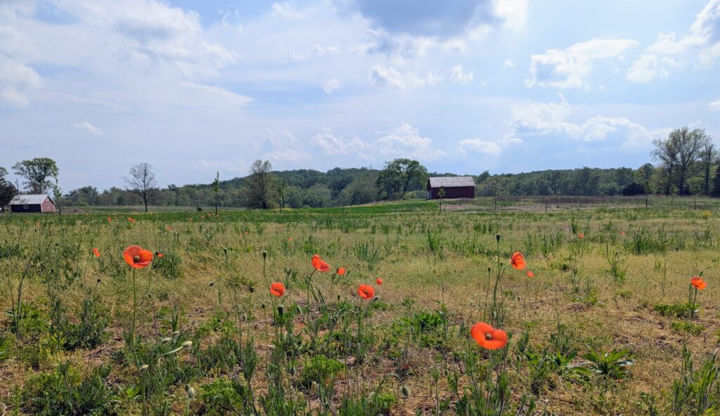 Royce Hanson Conservation Park Campaign