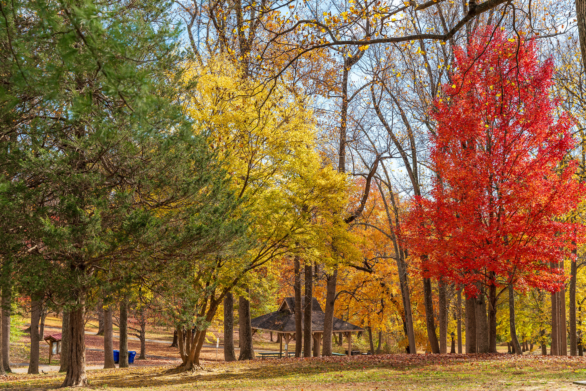 Trees during the fall with yellow, red, and green leaves.